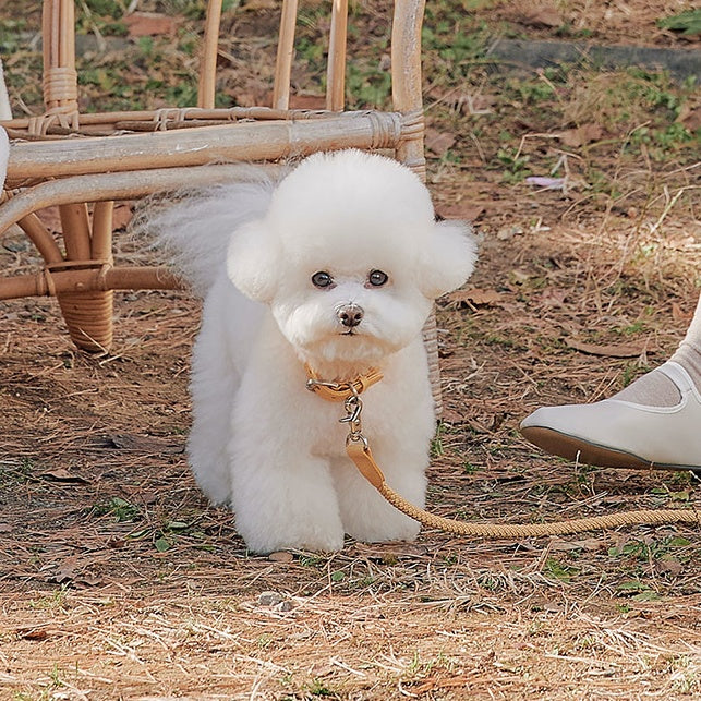 Rope Collar(バナナ)