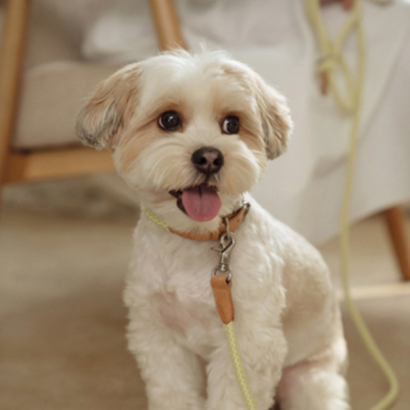 Rope Collar(レモンライム)