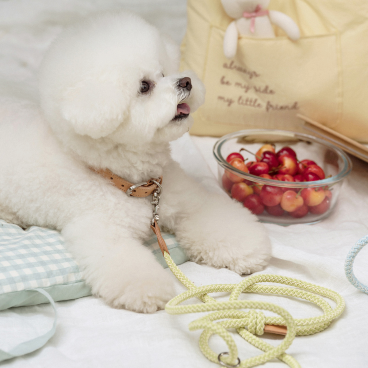 Rope Collar(レモンライム)