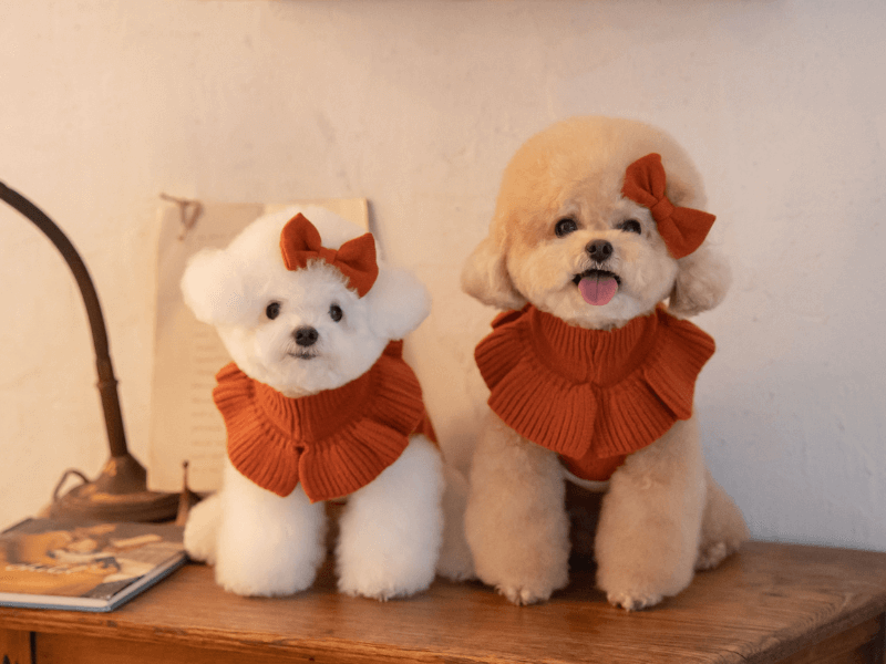 Autumn Collection