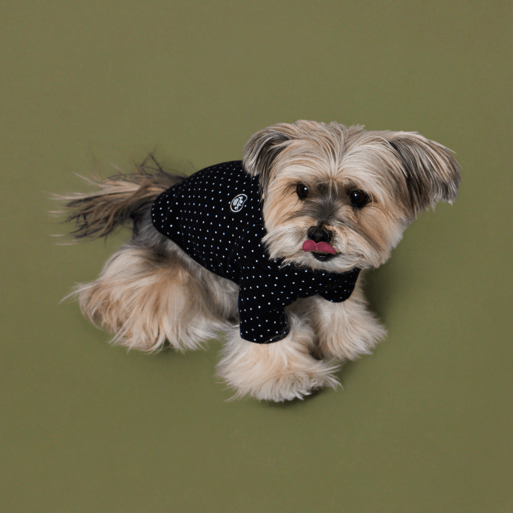 DOT‥TEE (FOR DOGS)