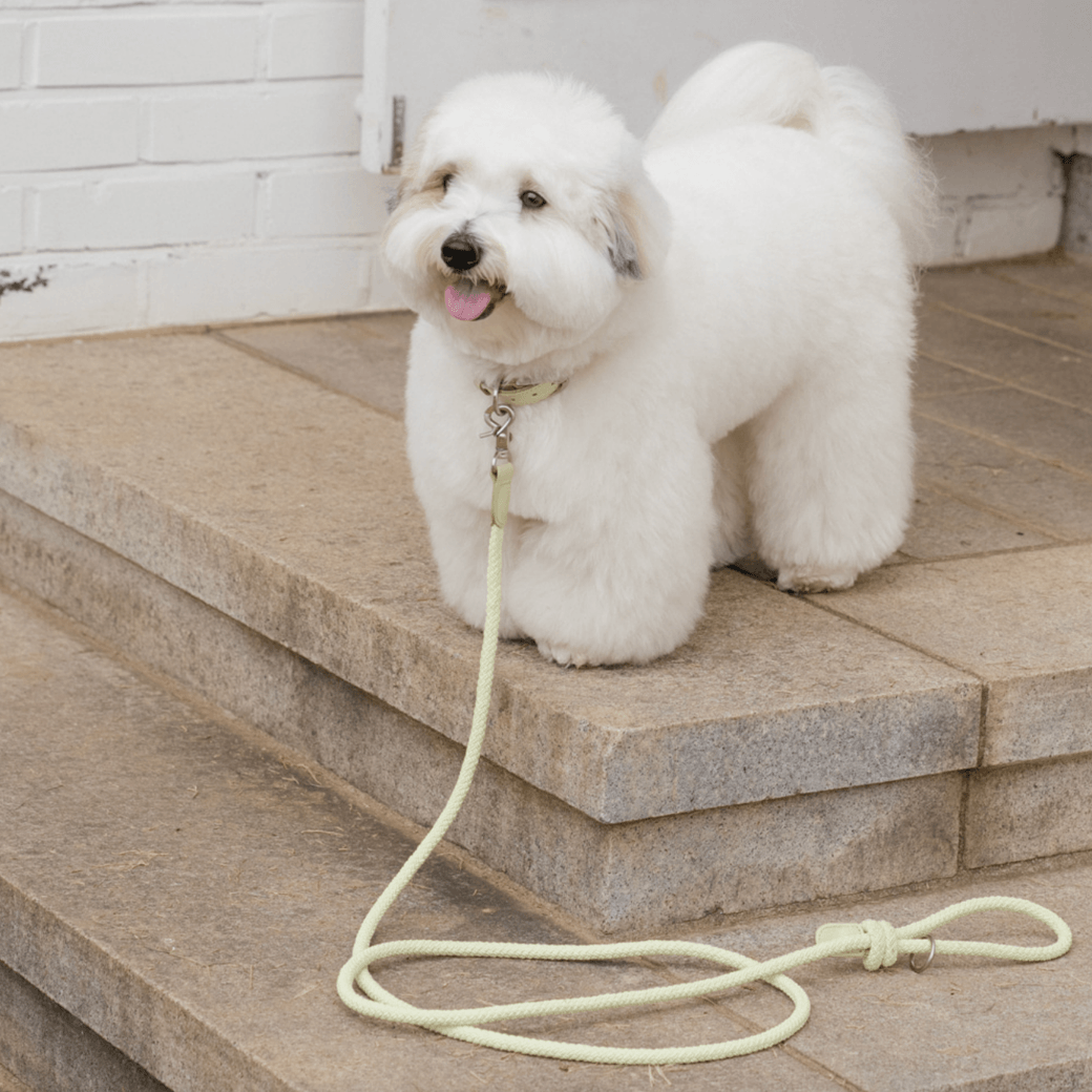 Rope Leash (Pistachio)