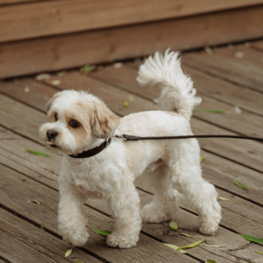 Rope Leash (Black)
