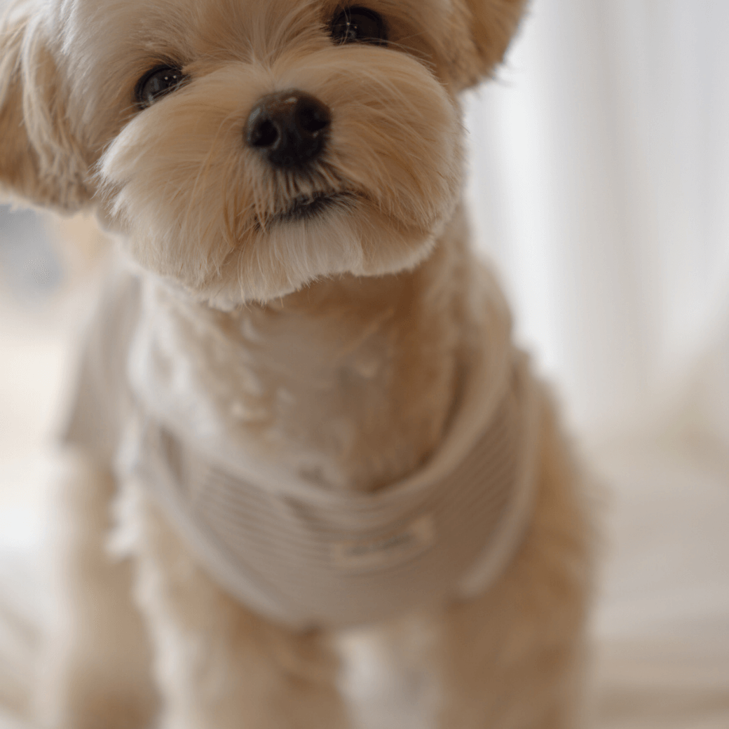 【予約】ORGANIC SAILOR SLEEVLESS（ネーム刺繍可 / 2COLOR）