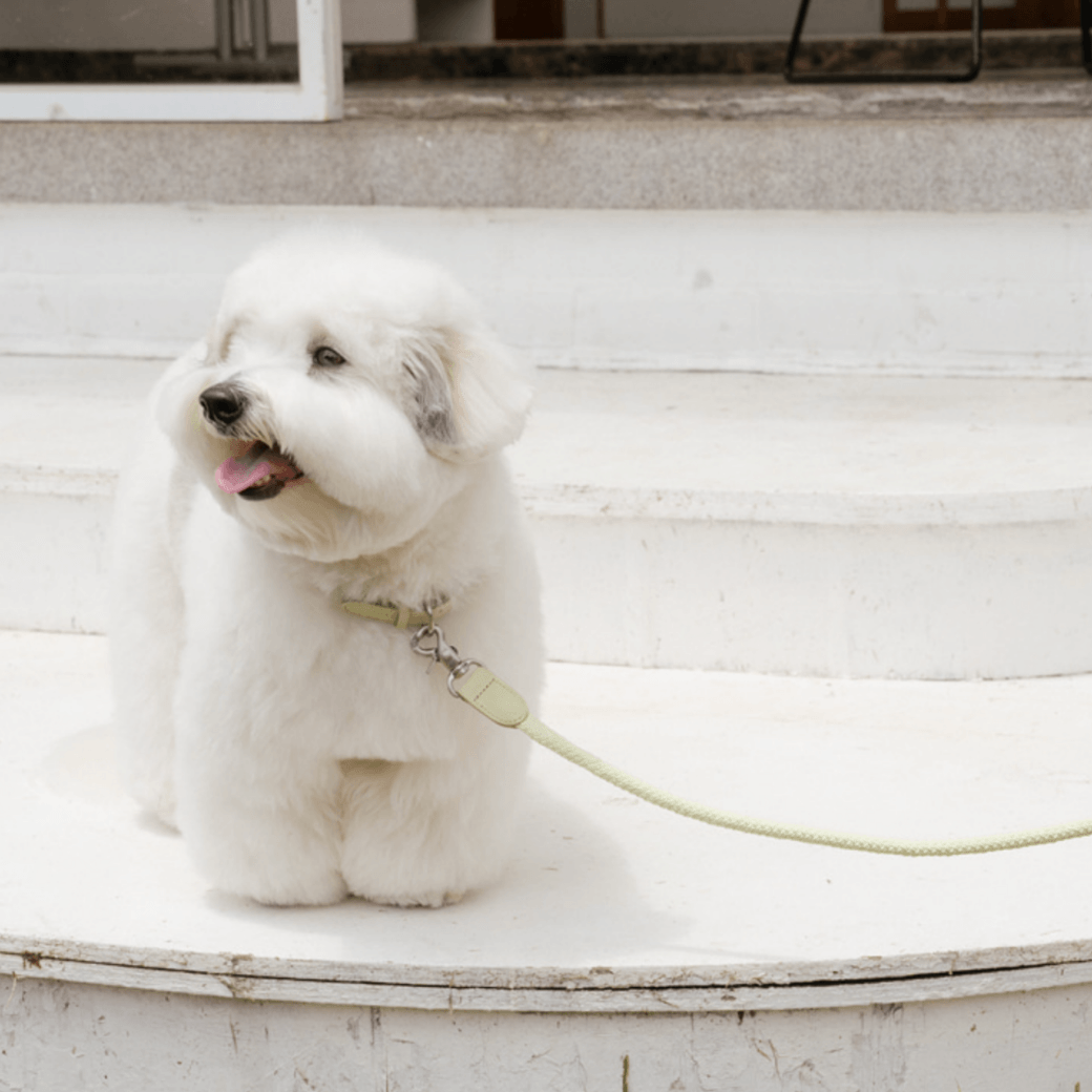 Rope Leash (Pistachio)