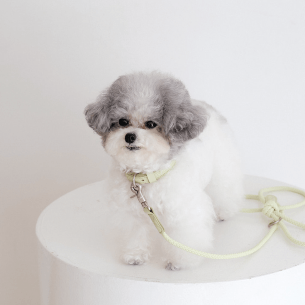 Rope Leash (Pistachio)