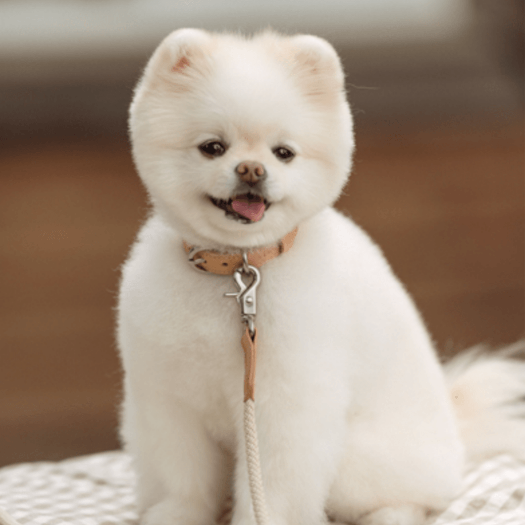 Rope Leash (Beige)