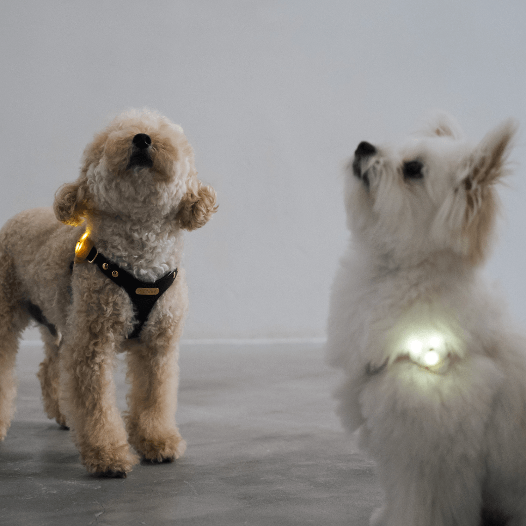 【Drawing day×MINIME】LEDお散歩ライト（CHON/ CHOCO）