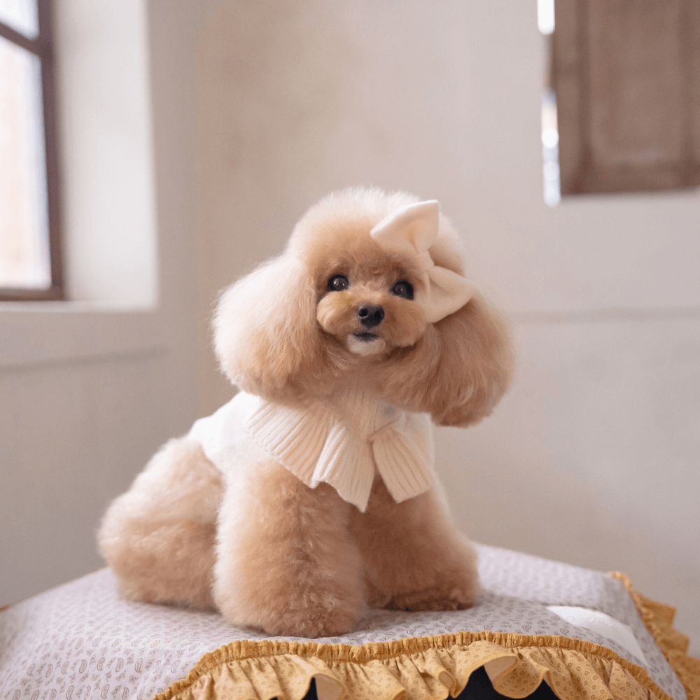 Frill Knit（Ivory）