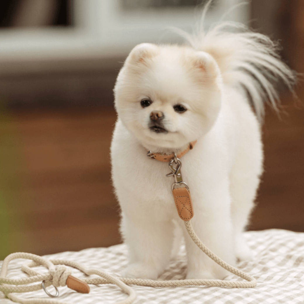 Rope Leash (Beige)