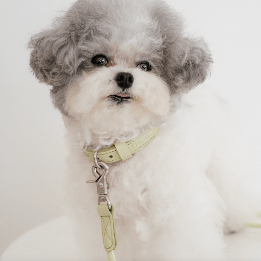 Rope Leash (Pistachio)