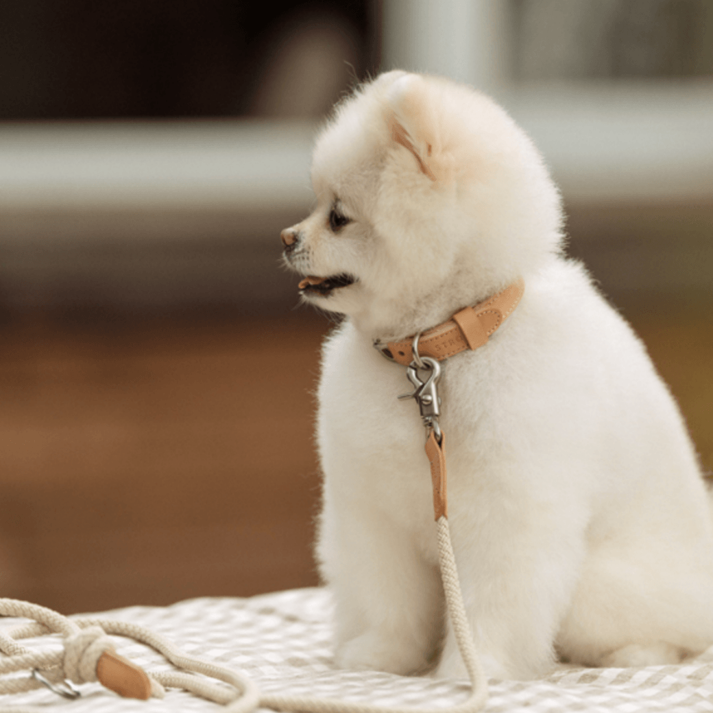 Rope Leash (Beige)