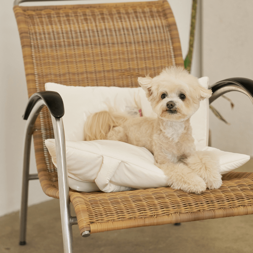 APERTY wide bag – grossy ivory｜韓国発の犬用キャリーバッグ｜MINIME