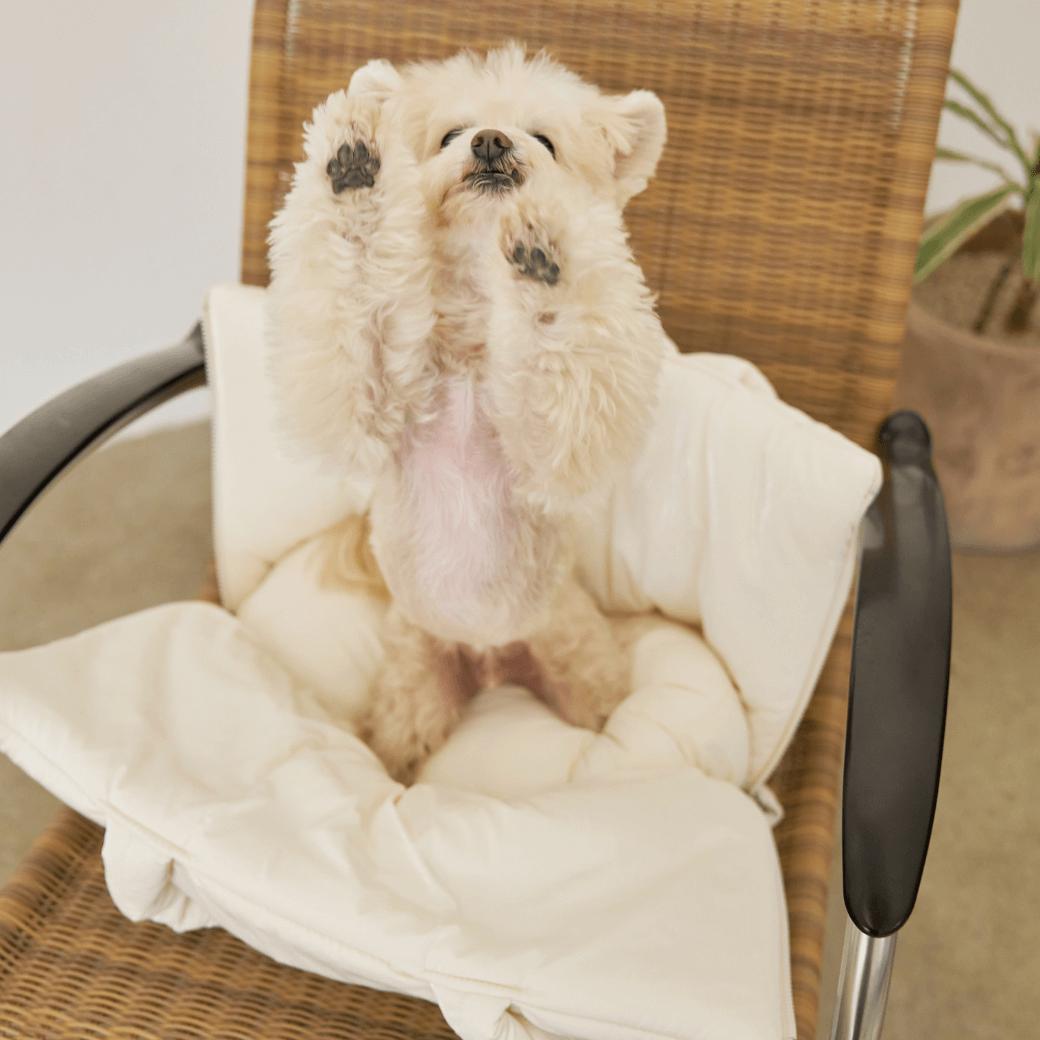 APERTY wide bag – grossy ivory｜韓国発の犬用キャリーバッグ｜MINIME