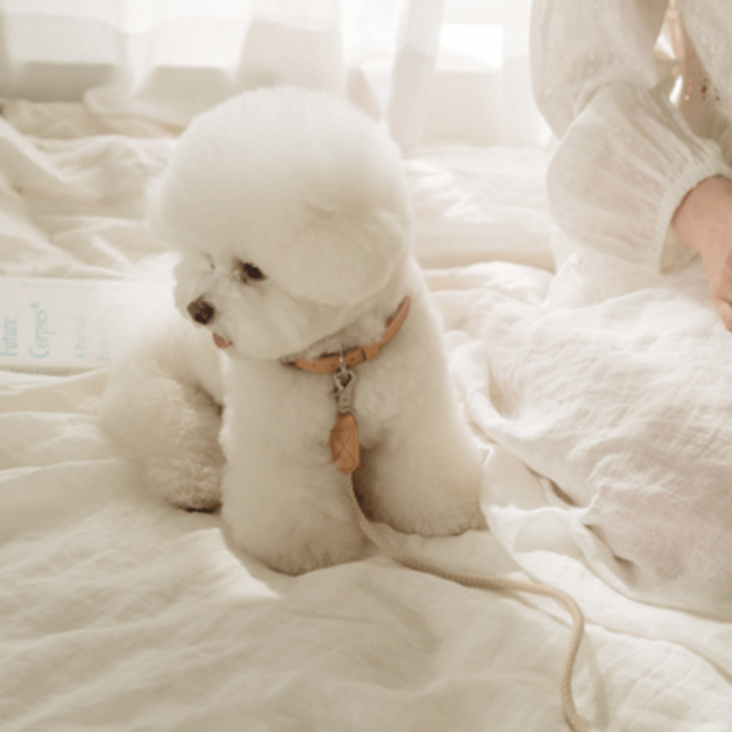Rope Leash (Beige)