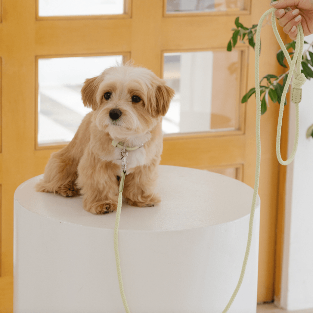 Rope Leash (Pistachio)