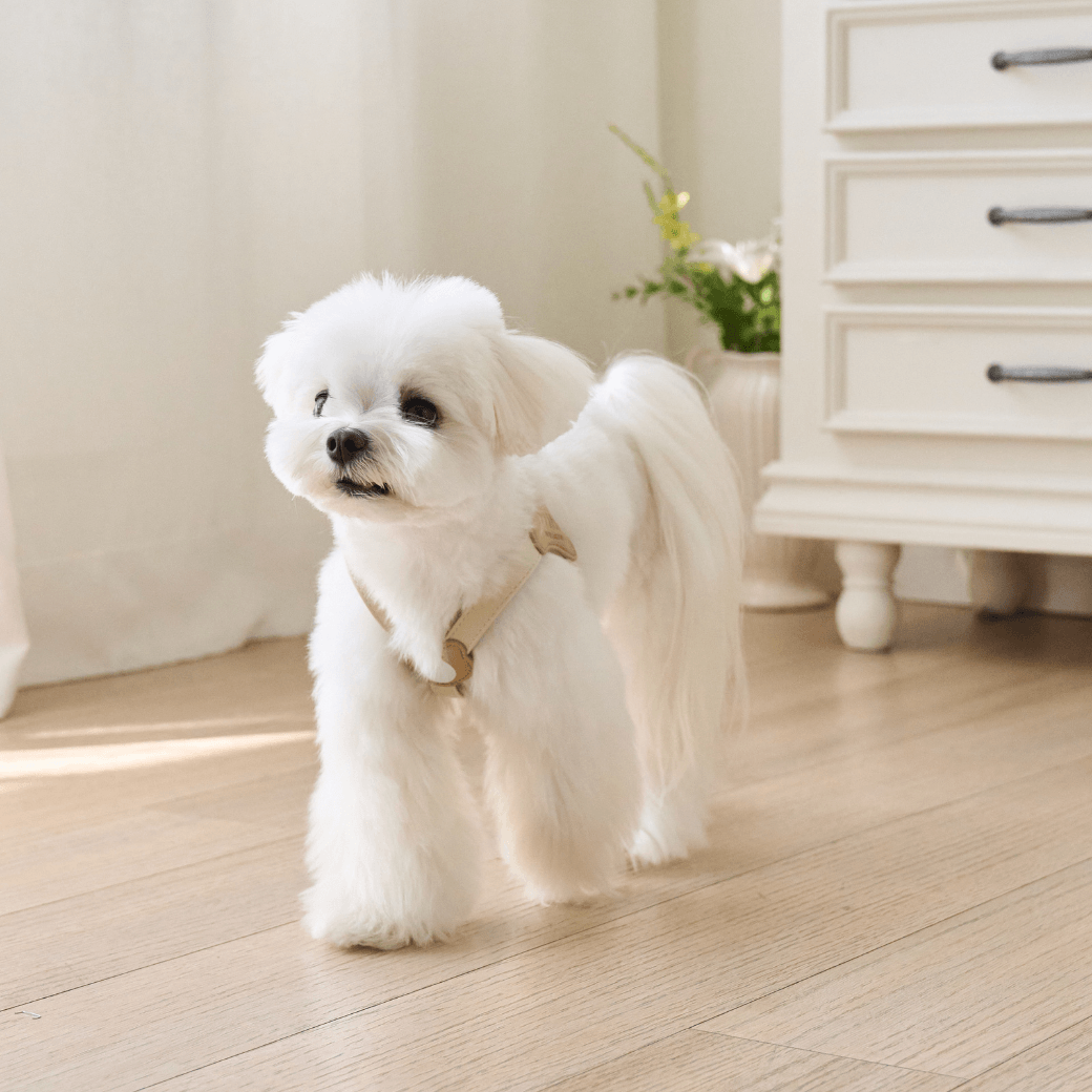 BEAR HARNESS（Ivory）