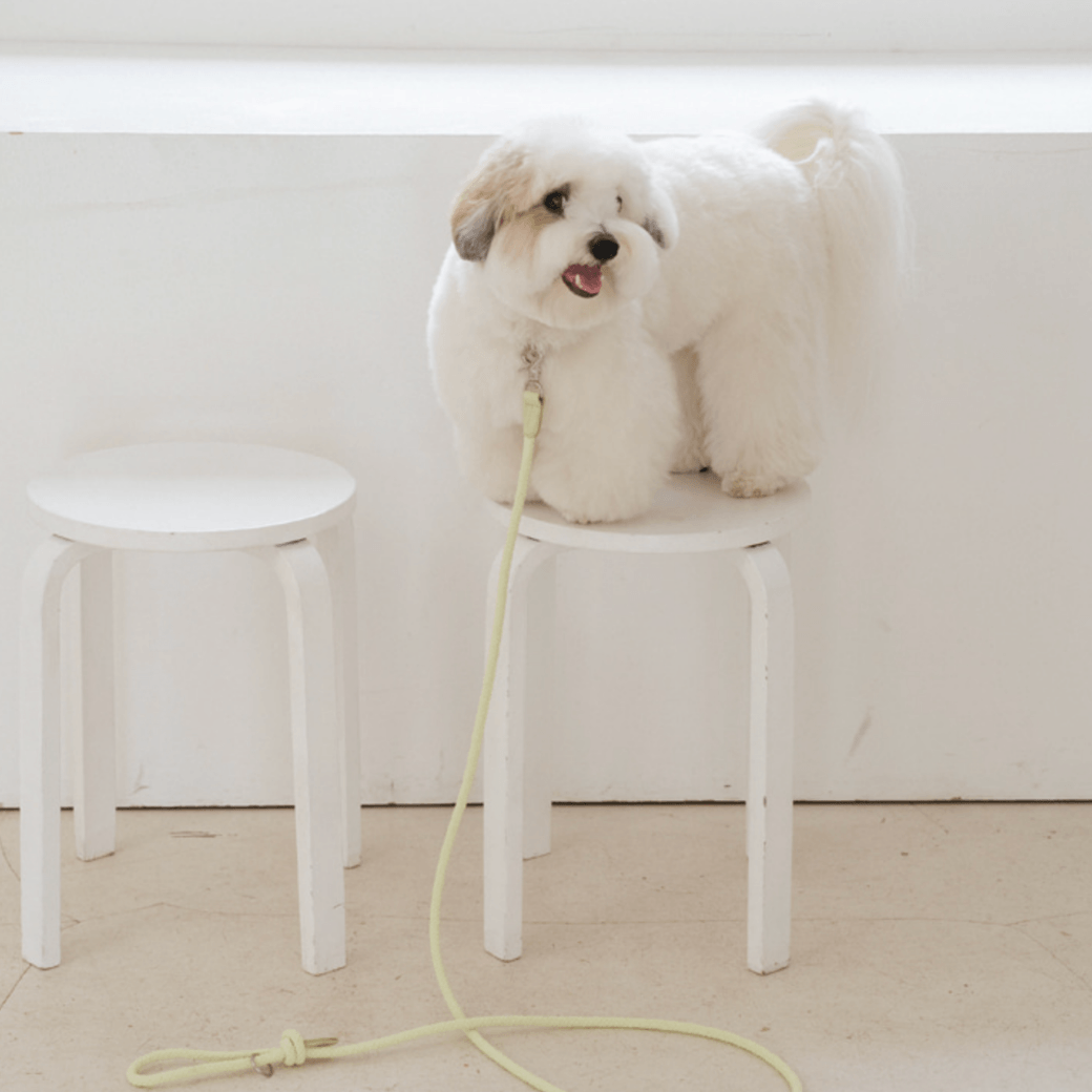 Rope Leash (Pistachio)