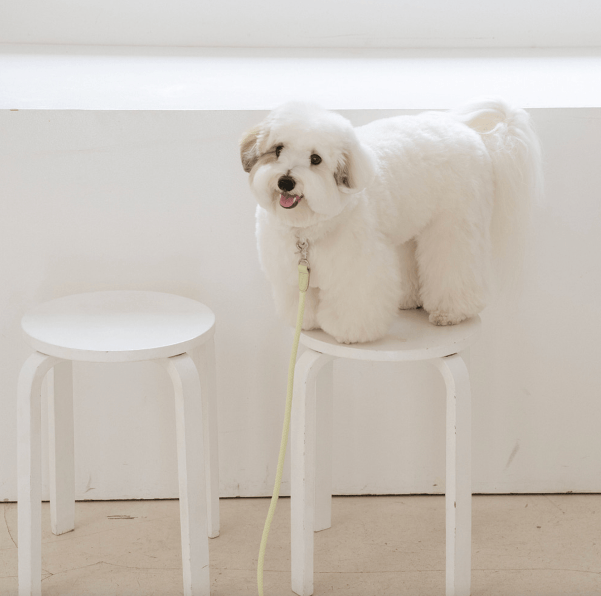Stroll Rope Collar&Leash Pistachio ロープ首輪&リード