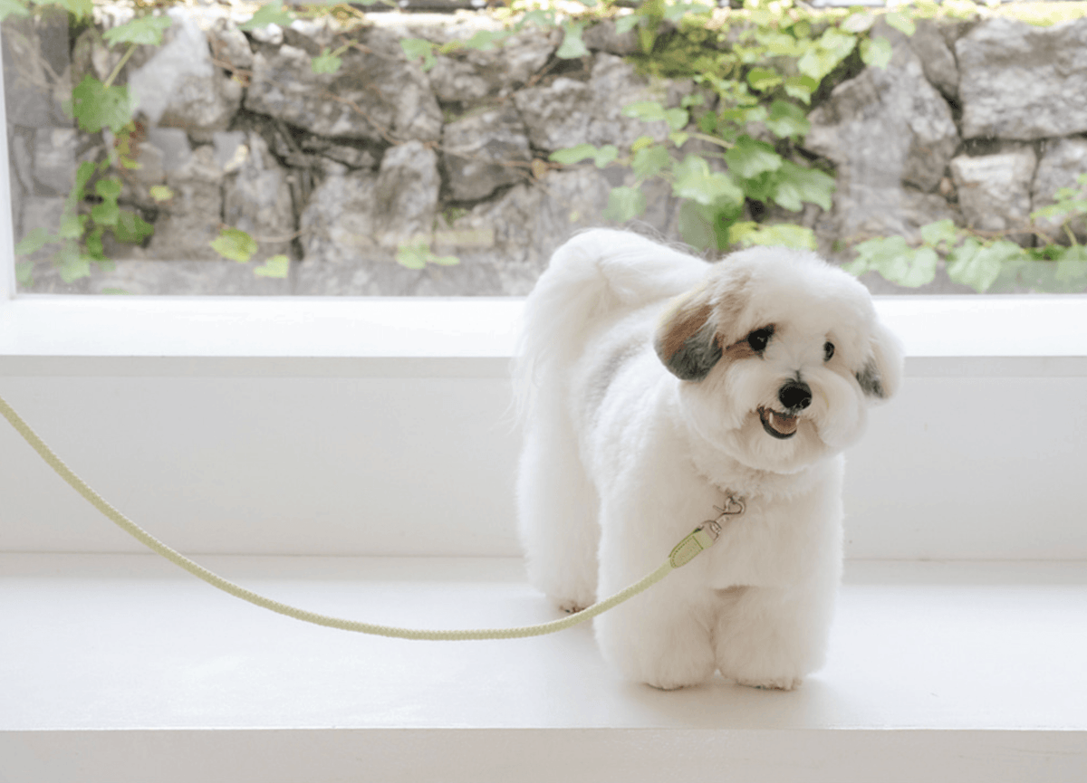 Stroll Rope Collar&Leash Pistachio ロープ首輪&リード