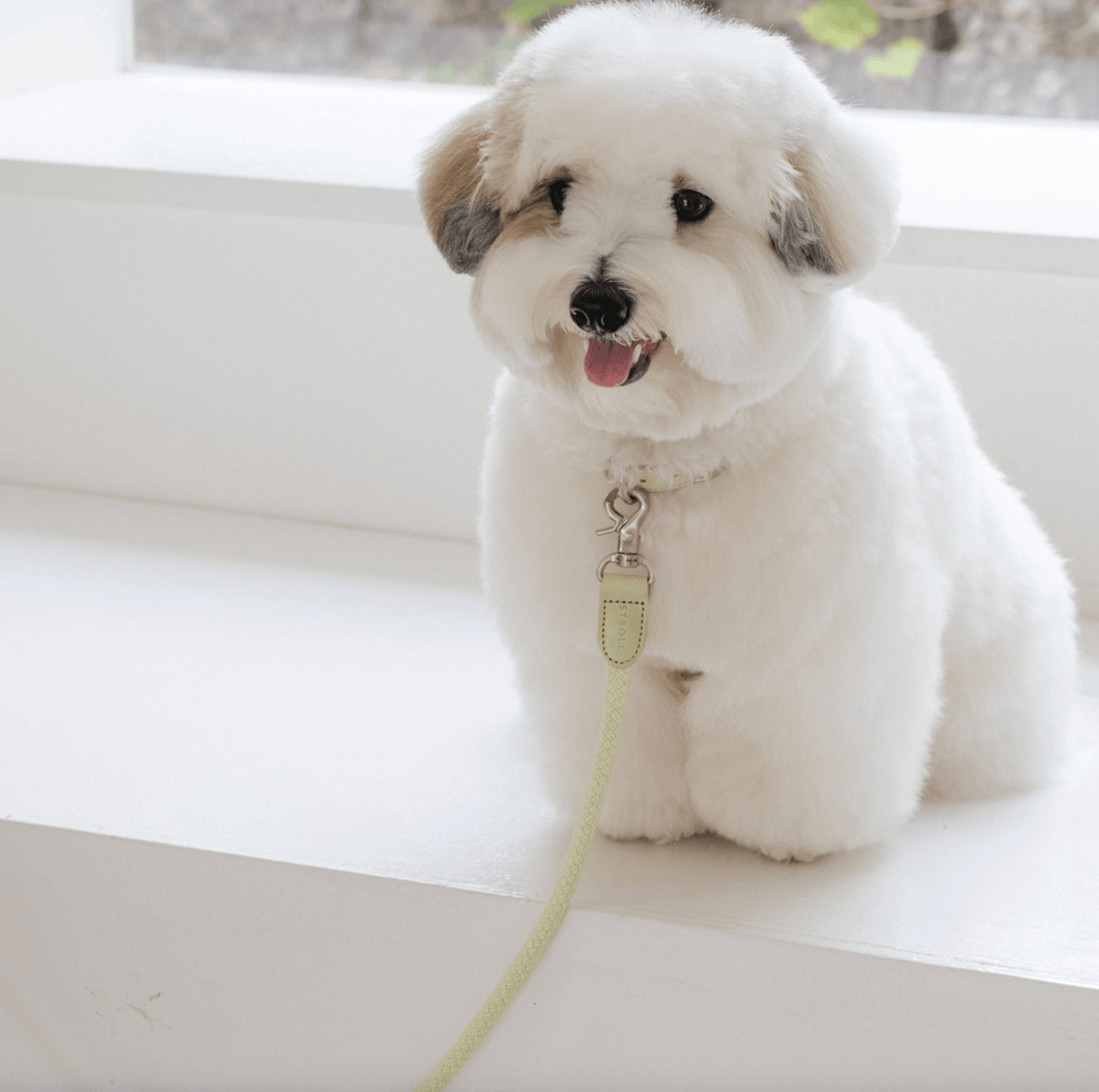 Stroll Rope Collar&Leash Pistachio ロープ首輪&リード