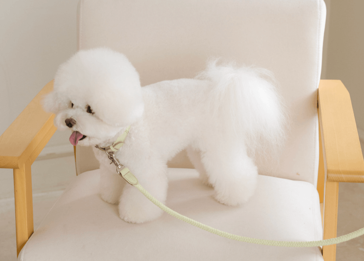 Stroll Rope Collar&Leash Pistachio ロープ首輪&リード