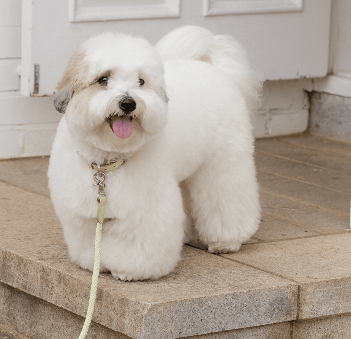 Stroll Rope Collar&Leash Pistachio ロープ首輪&リード