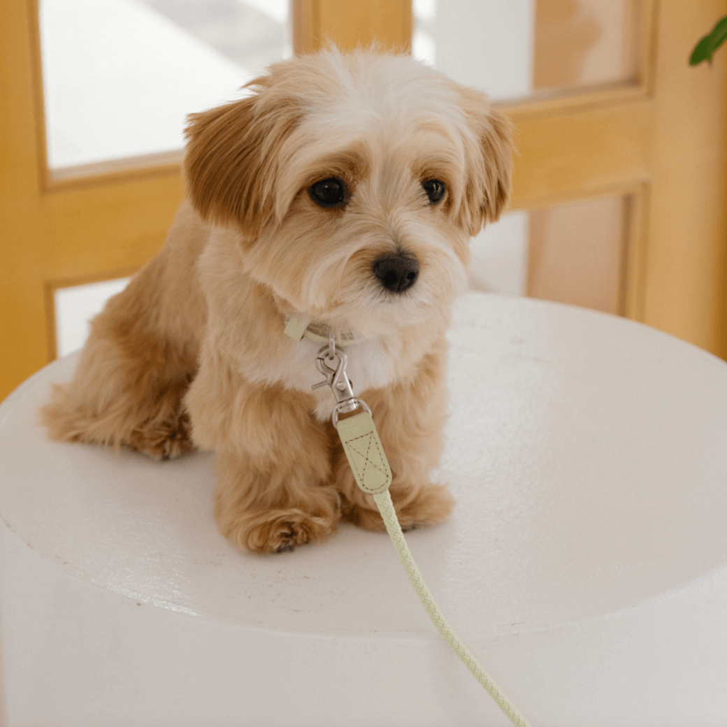 Rope Leash (Pistachio)