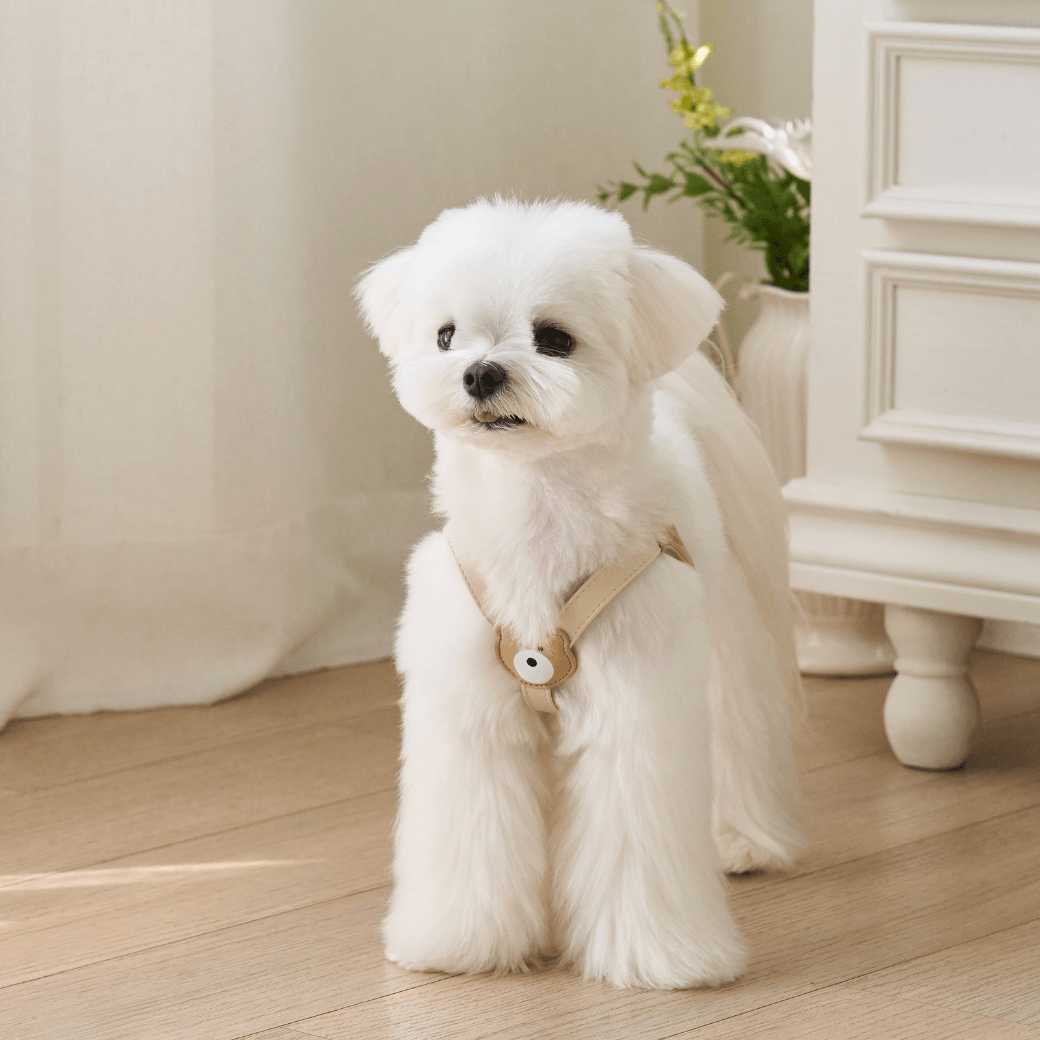 BEAR HARNESS（Ivory）