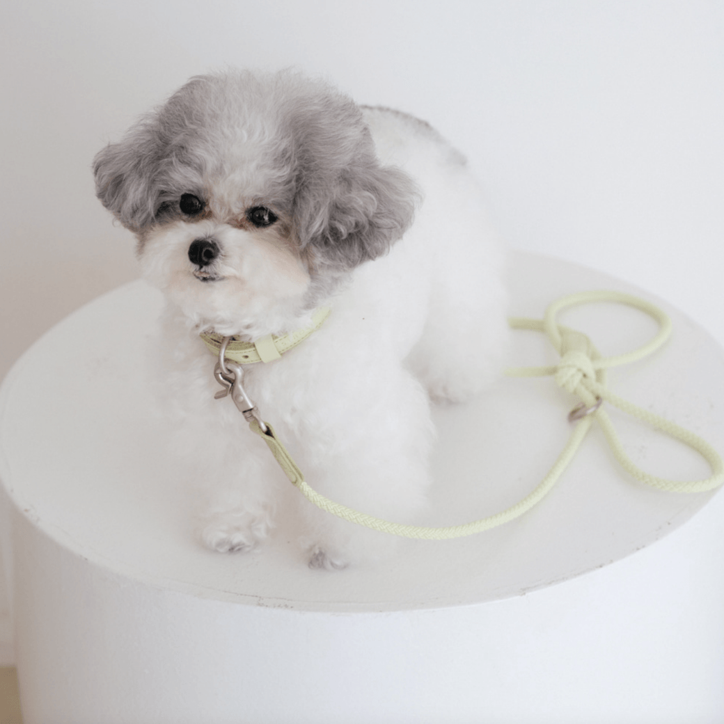 Rope Leash (Pistachio)