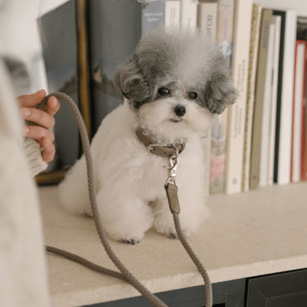 Rope Leash (Ash Grey)