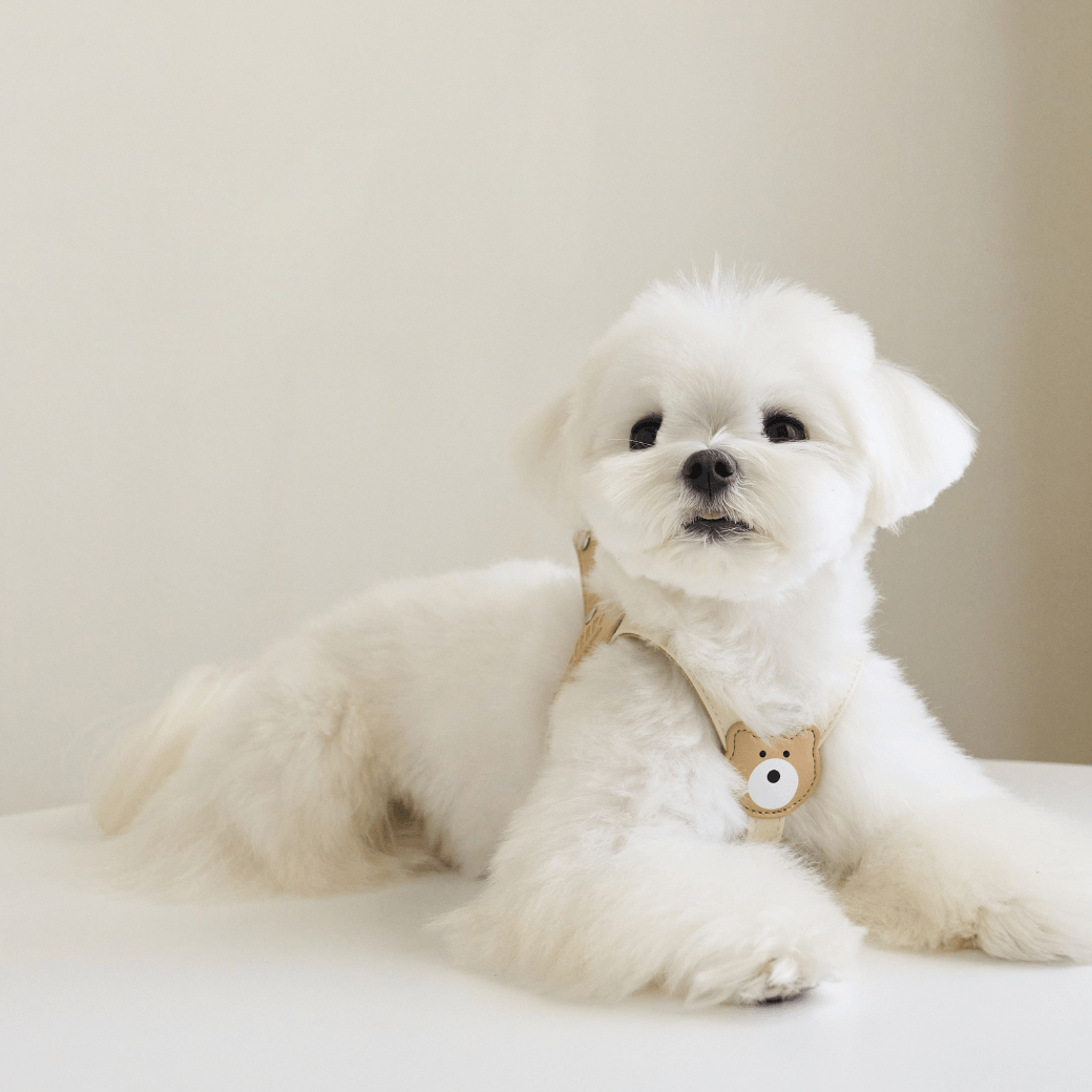 BEAR HARNESS（Ivory）