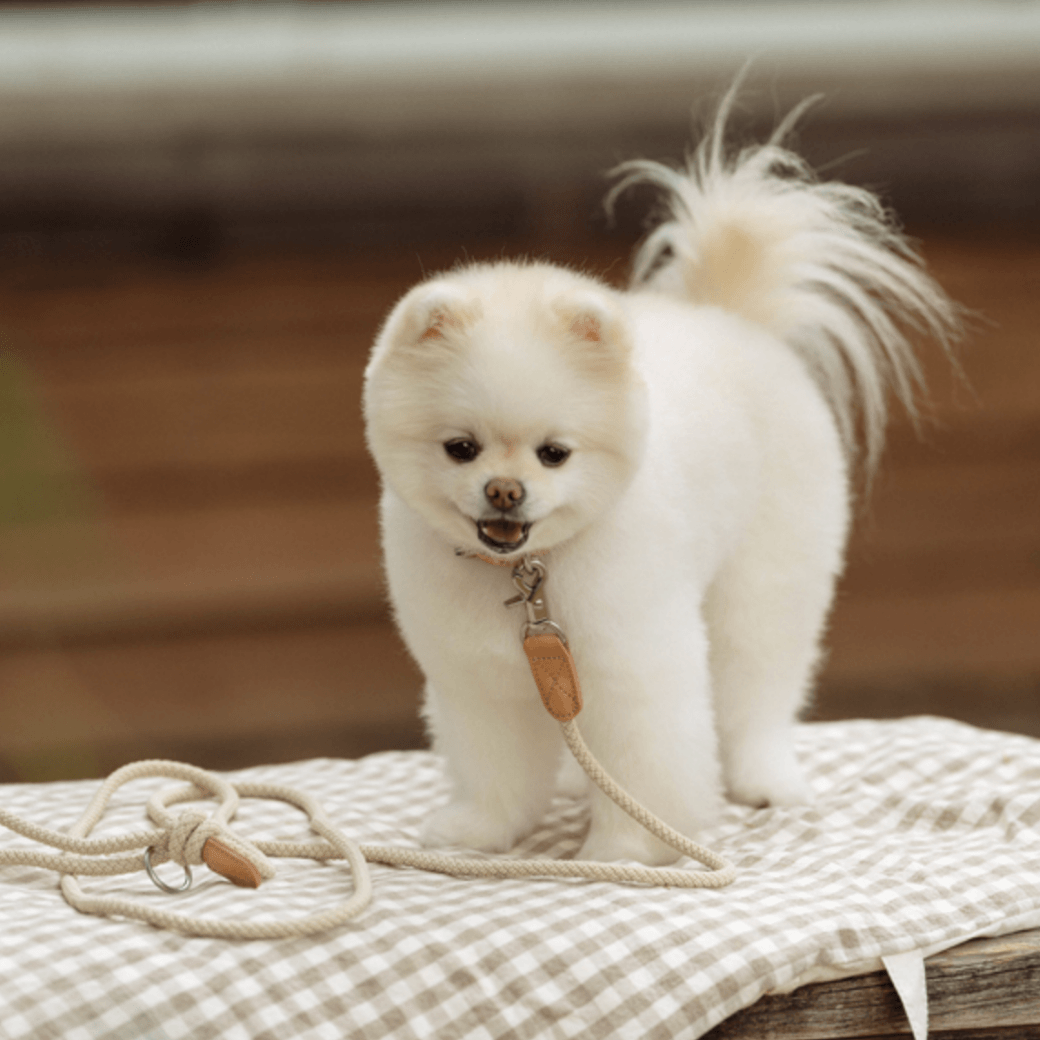 Rope Leash (Beige)
