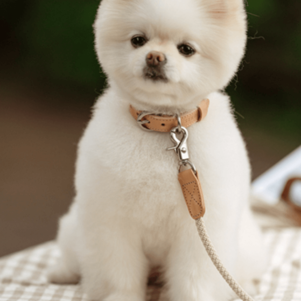 Rope Leash (Beige)