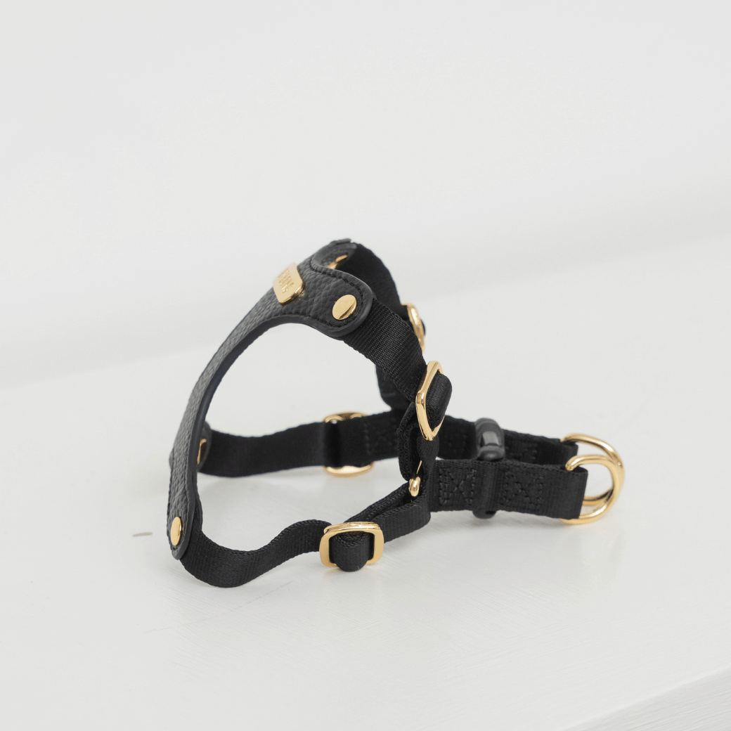 DELIGHT HARNESS バックルver（ブラック）