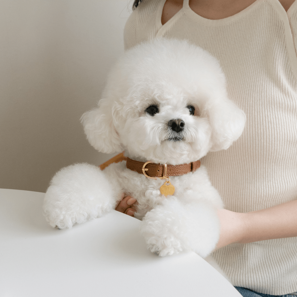 DELIGHT COLLAR（キャメル）