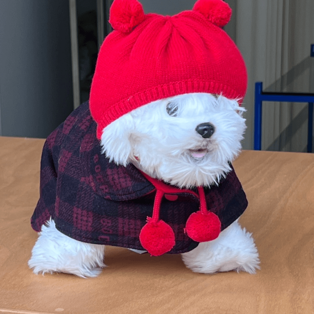 Reversible wool puppy pom-pom coat (Red)