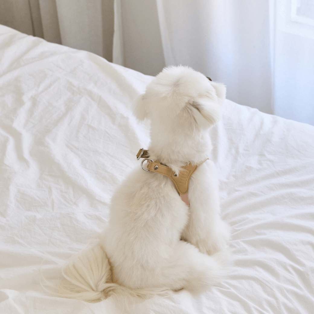 BEAR HARNESS（Indi Pink）