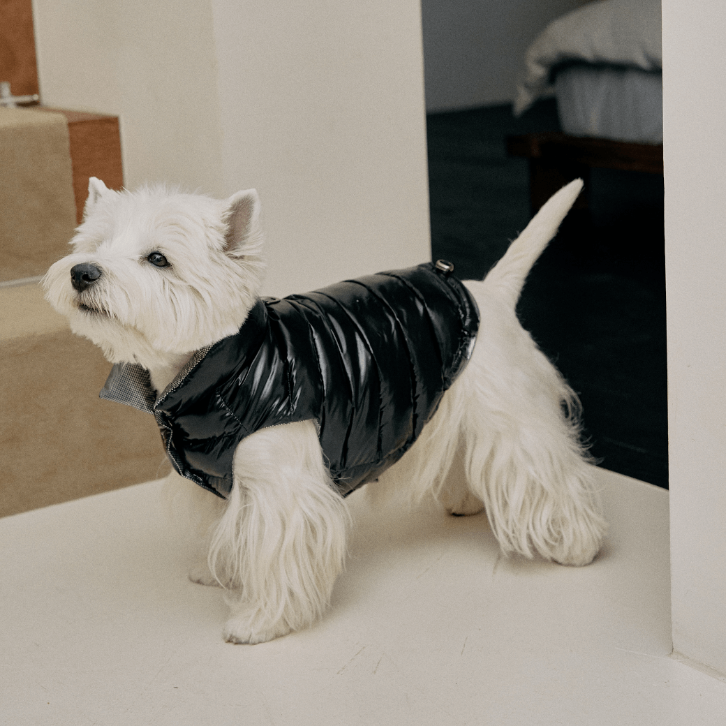 Wellon Glossy Padding (3color)