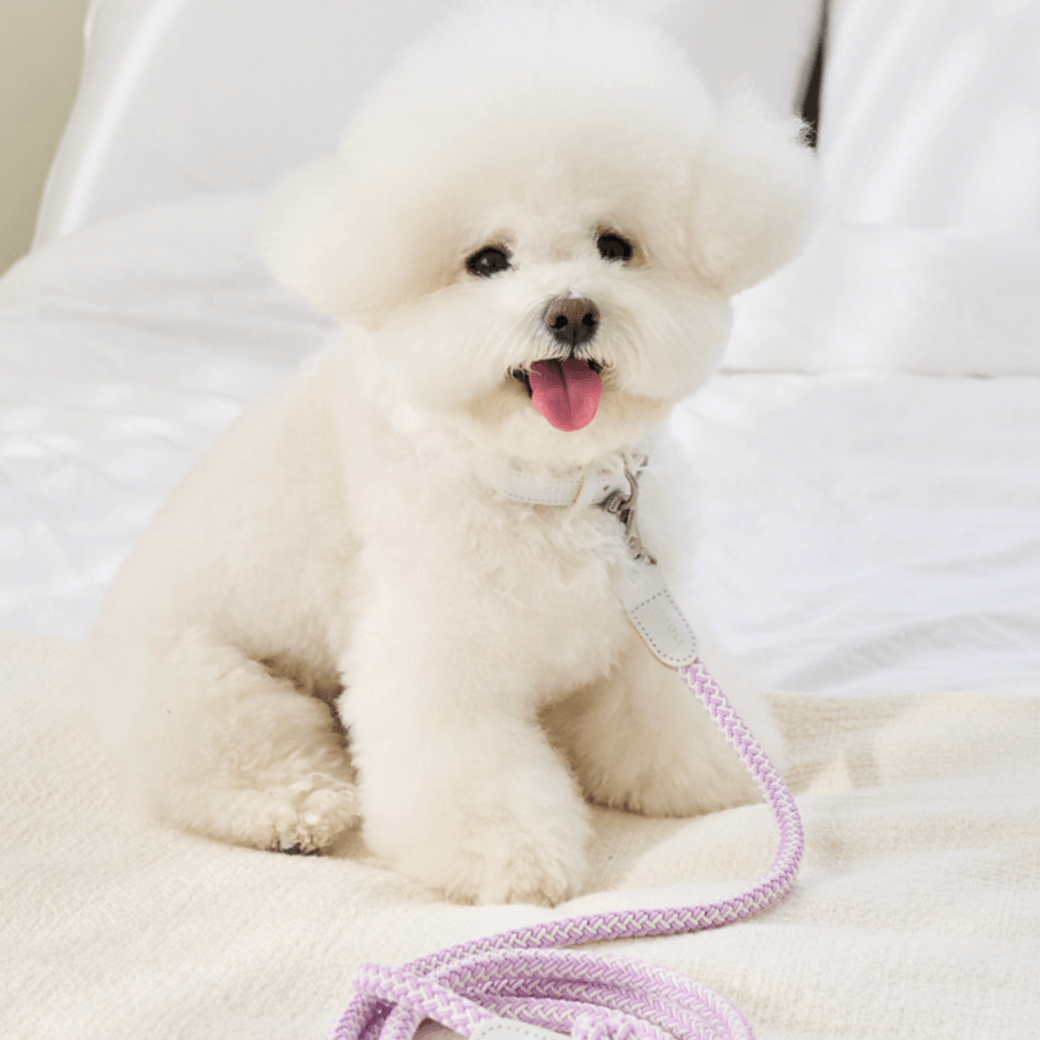 Stroll Rope Collar & Leash New Lilac