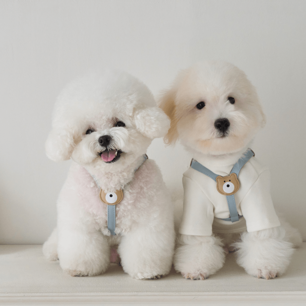BEAR HARNESS（Indi Blue）