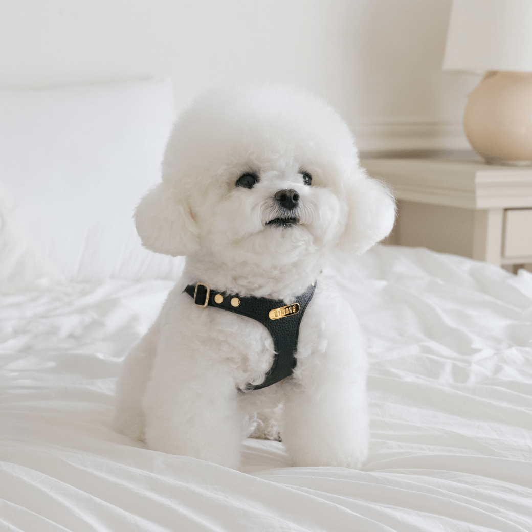 DELIGHT HARNESS（ブラック）