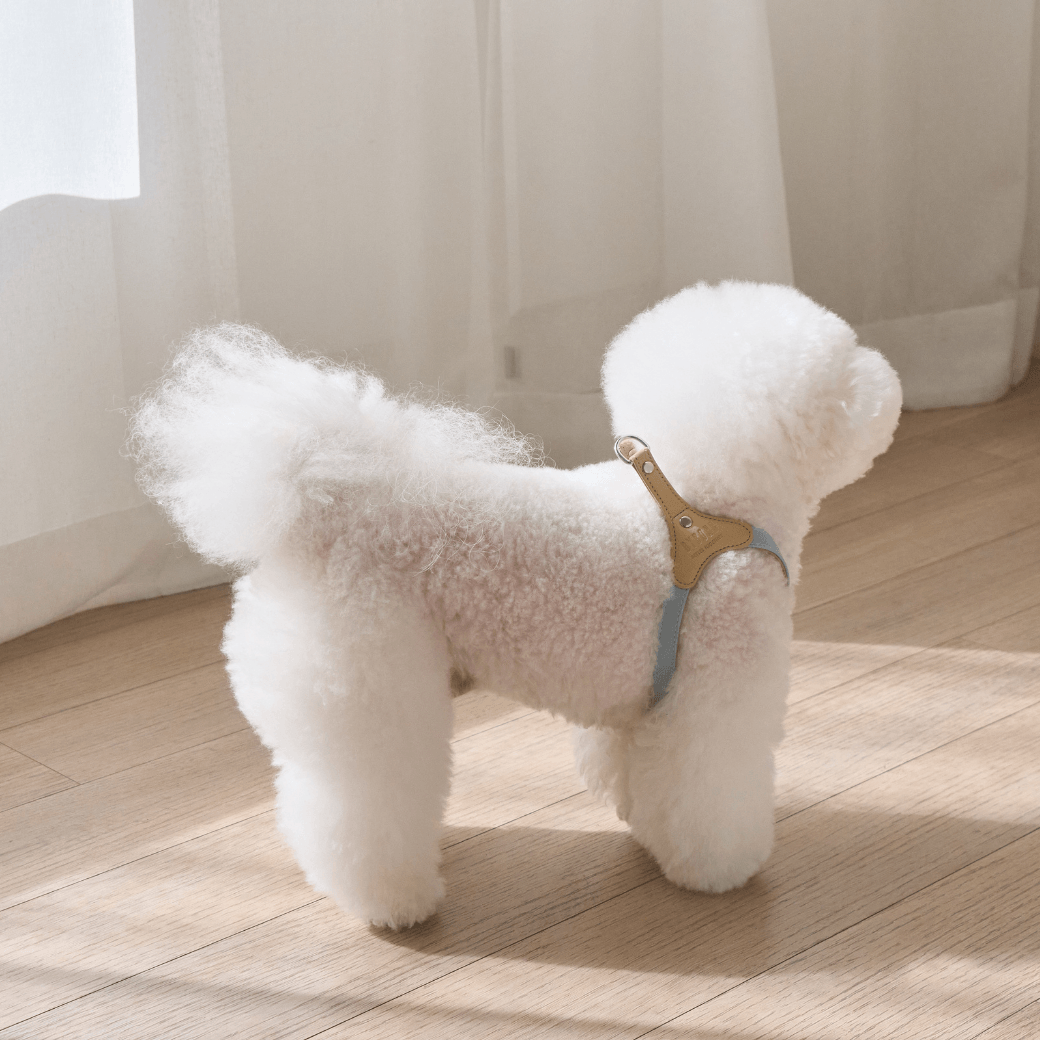 BEAR HARNESS（Indi Blue）