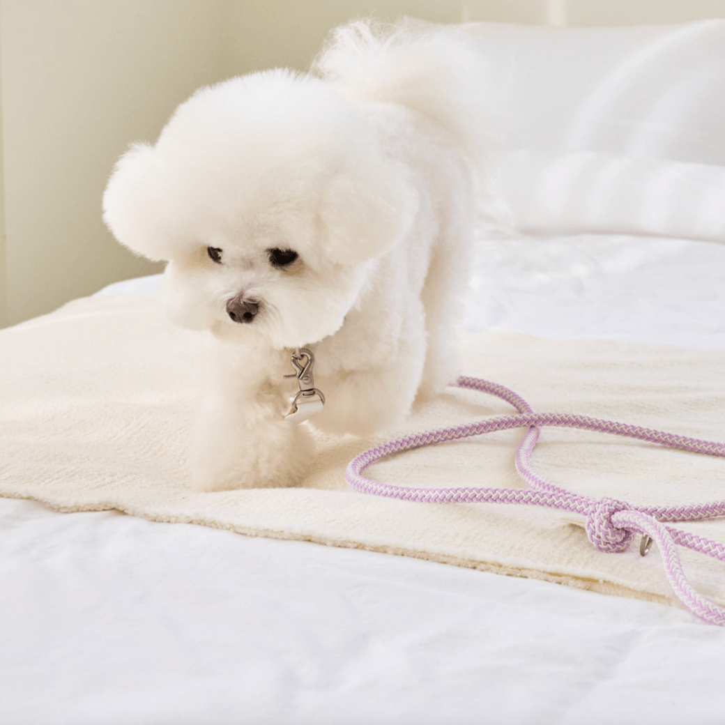 Stroll Rope Collar & Leash New Lilac