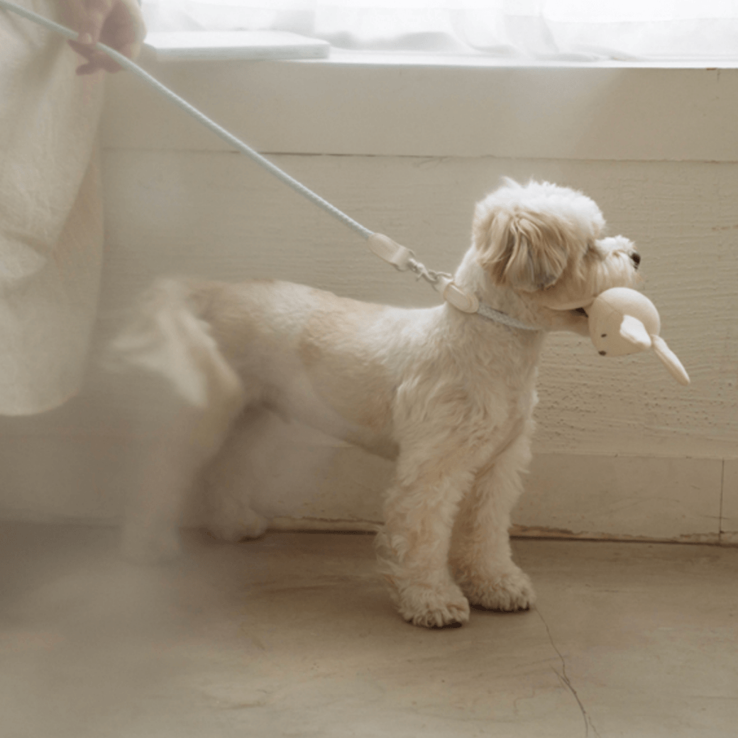 Rope Leash (Soda)