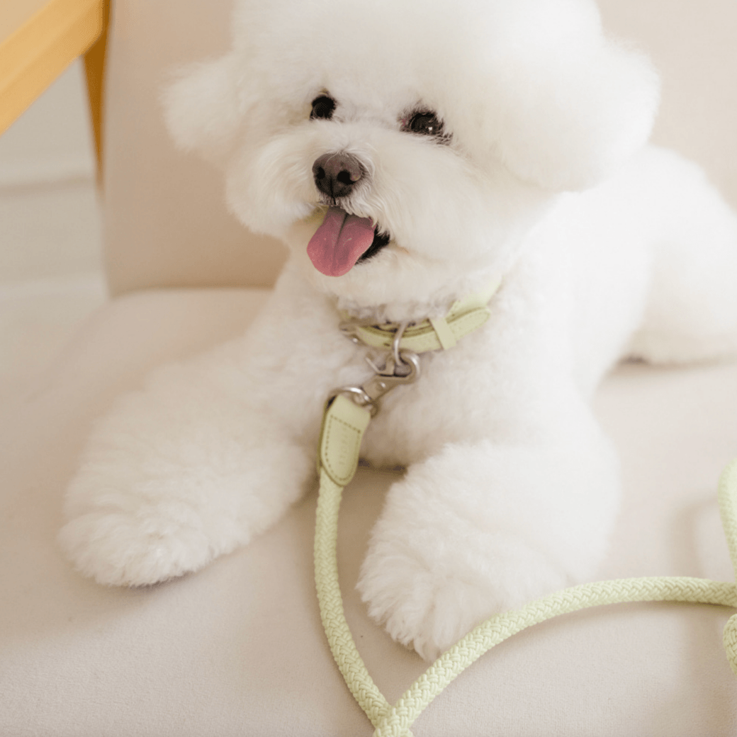 Rope Leash (Pistachio)