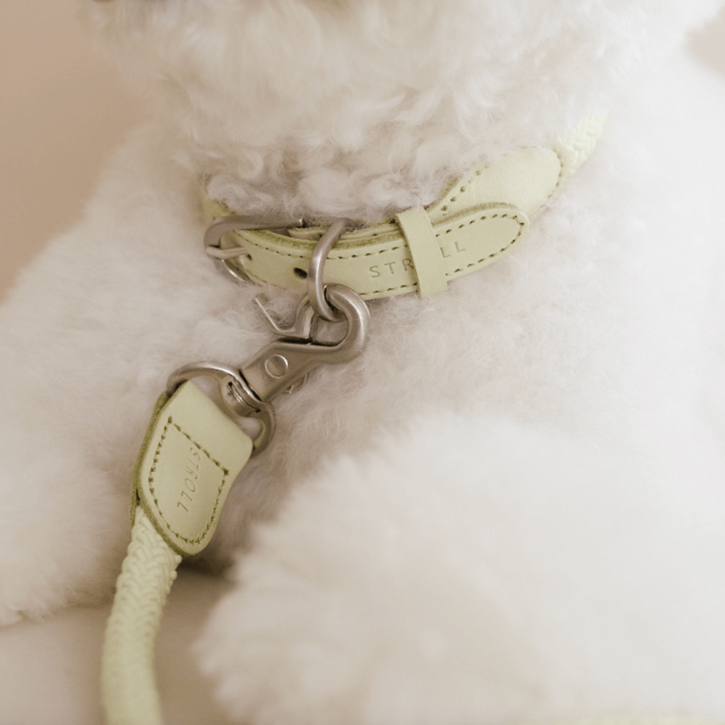 Rope Leash (Pistachio)