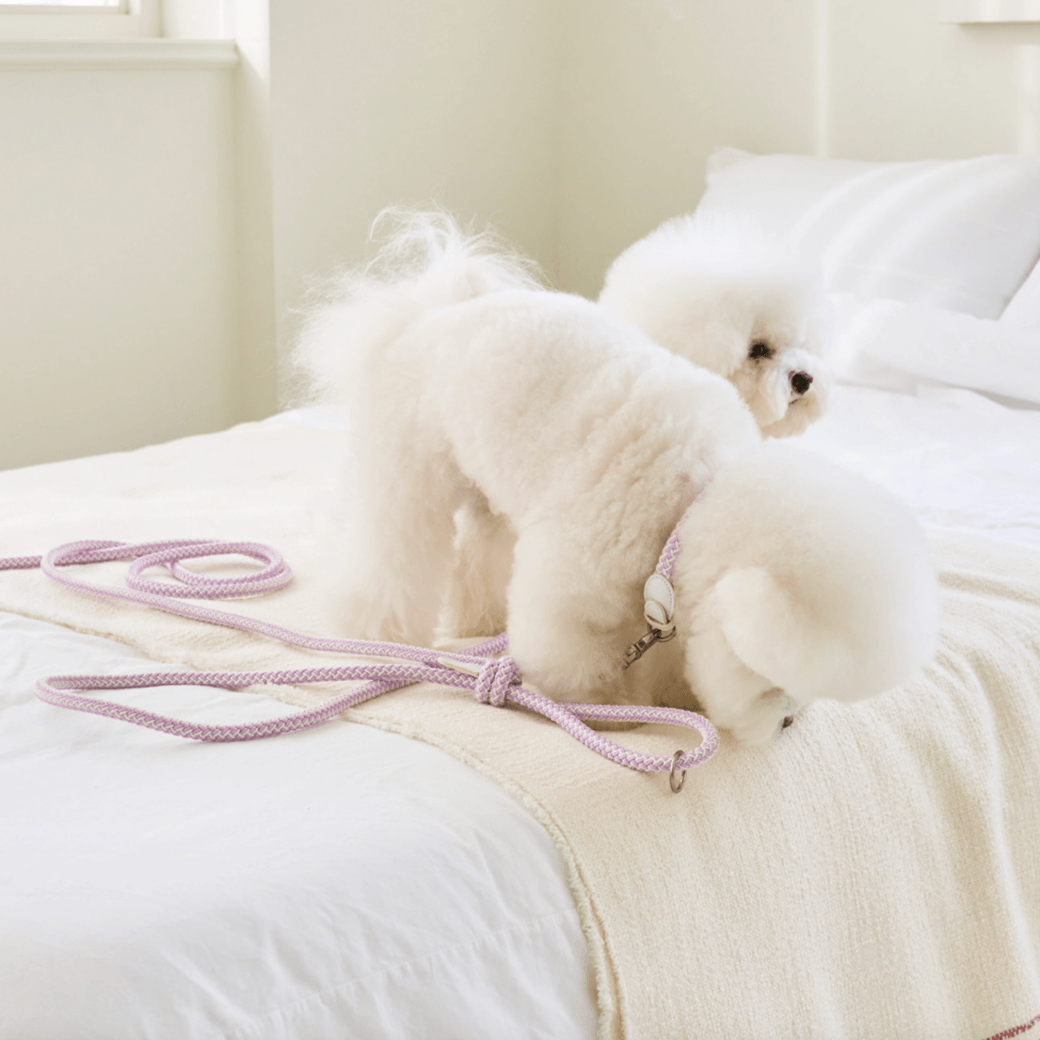 Stroll Rope Collar & Leash New Lilac