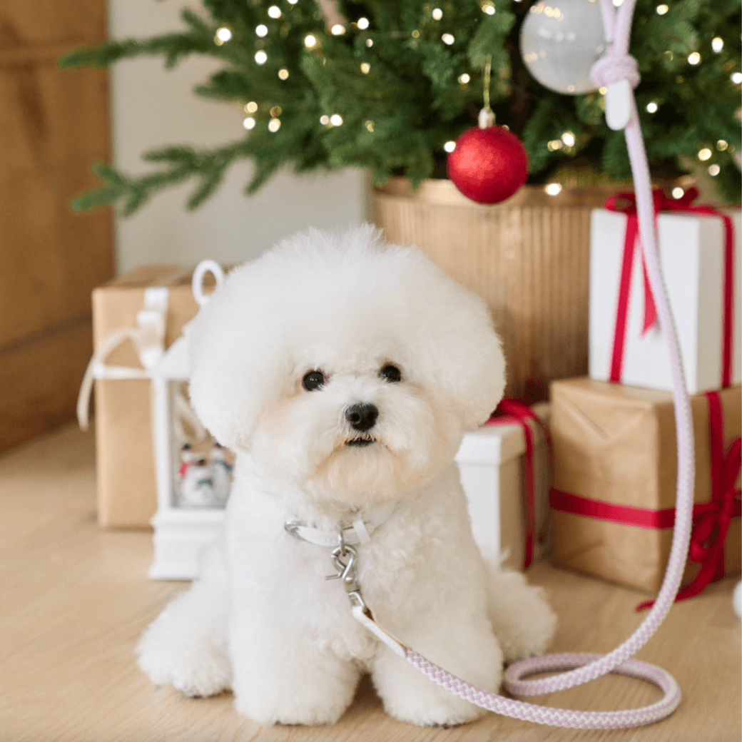 Stroll Rope Collar & Leash New Lilac
