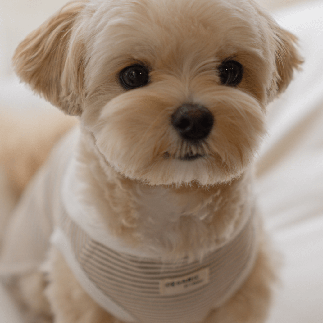 【予約】ORGANIC SAILOR SLEEVLESS（ネーム刺繍可 / 2COLOR）